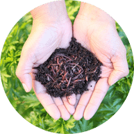 Vermicompost | Organic Field House