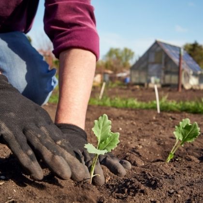 Contract Farming | Organic Field House