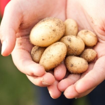 Organic Vegetables | Organic Field House