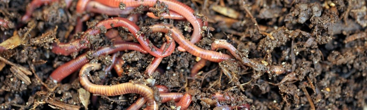 Vermicompost | Organic Field House